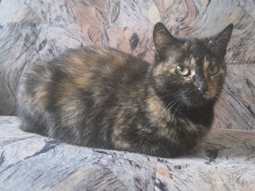 shila